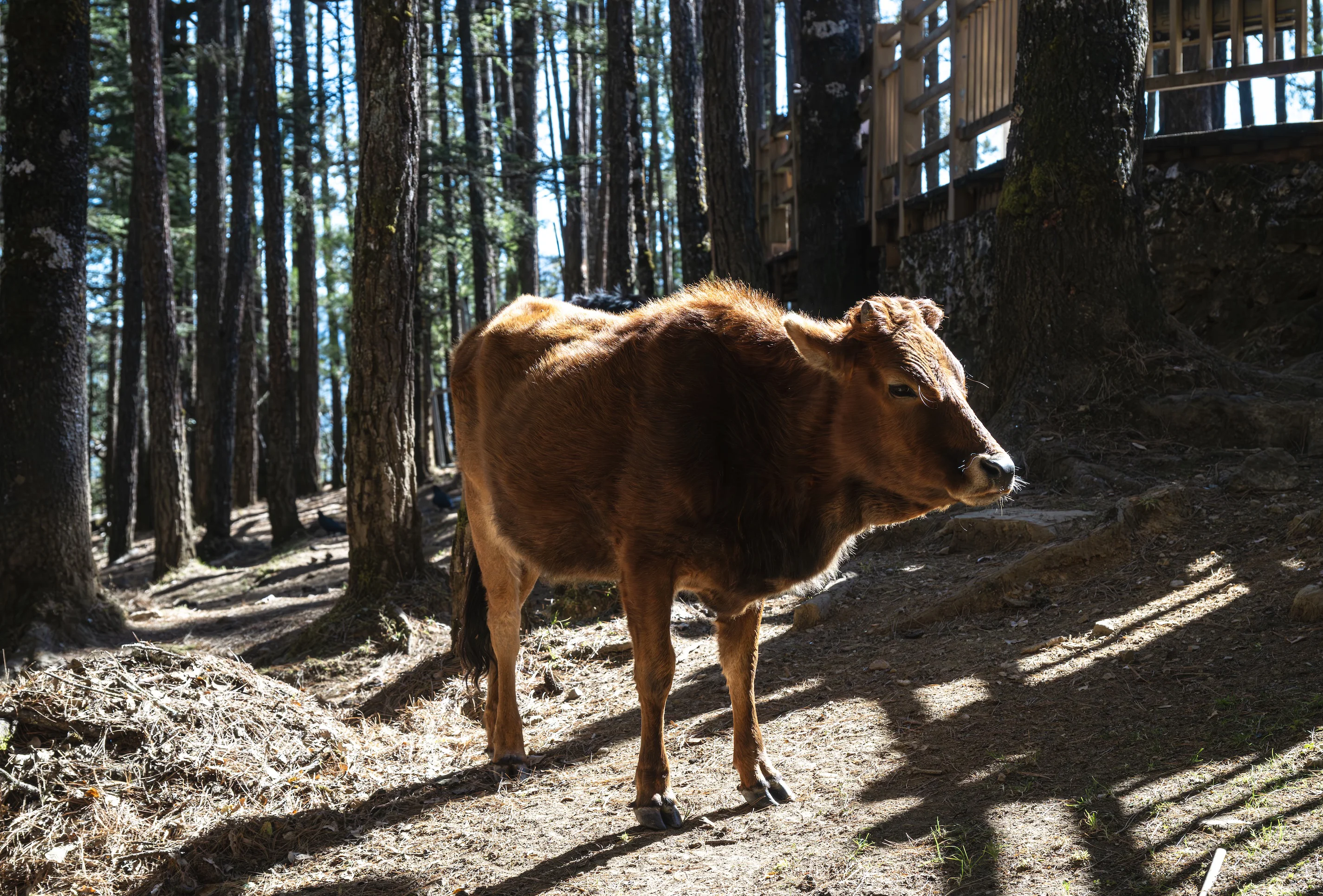A highland cow in pine shadow