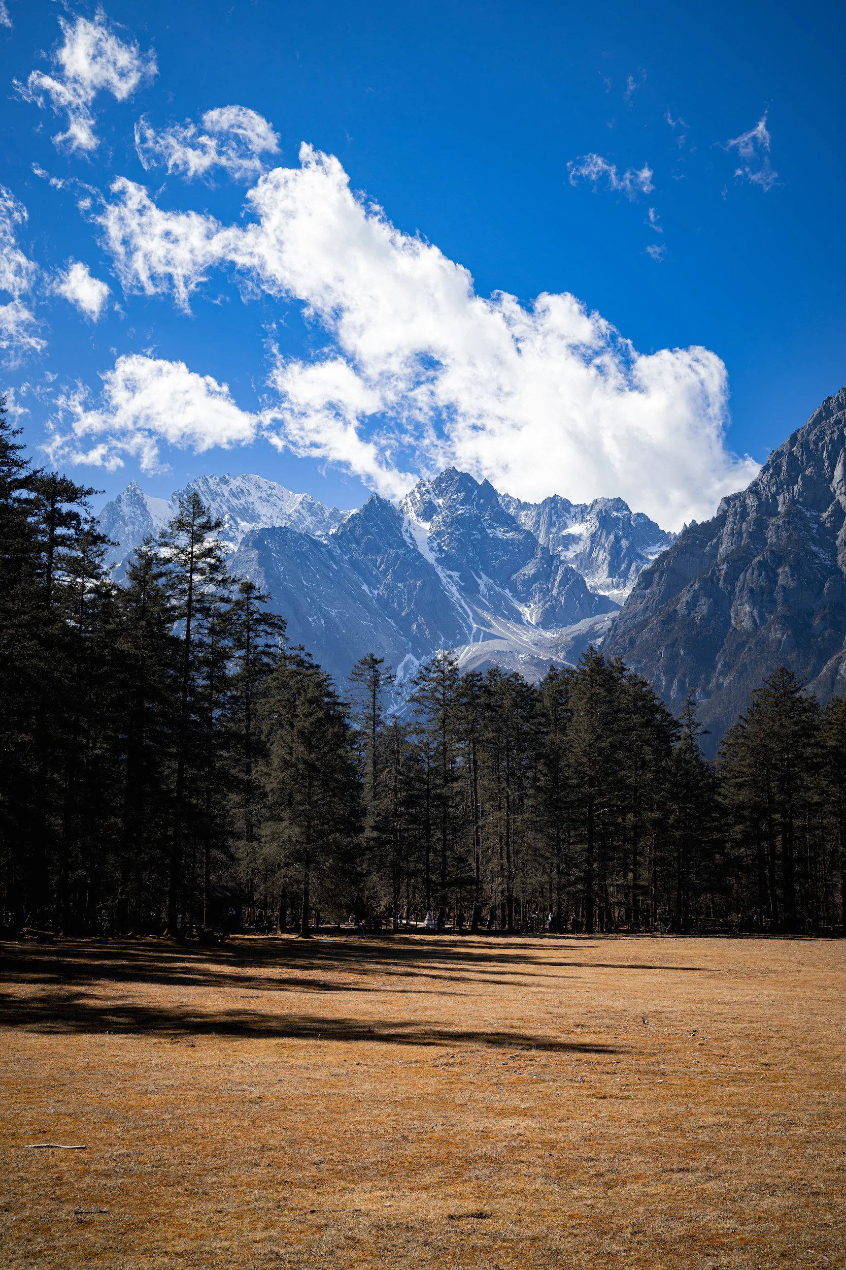 Golden meadow before the snow peaks